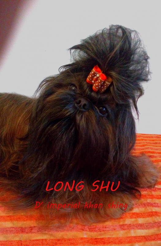 Longshu 0 2 1