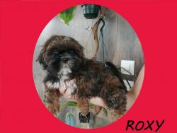 Roxy depart a